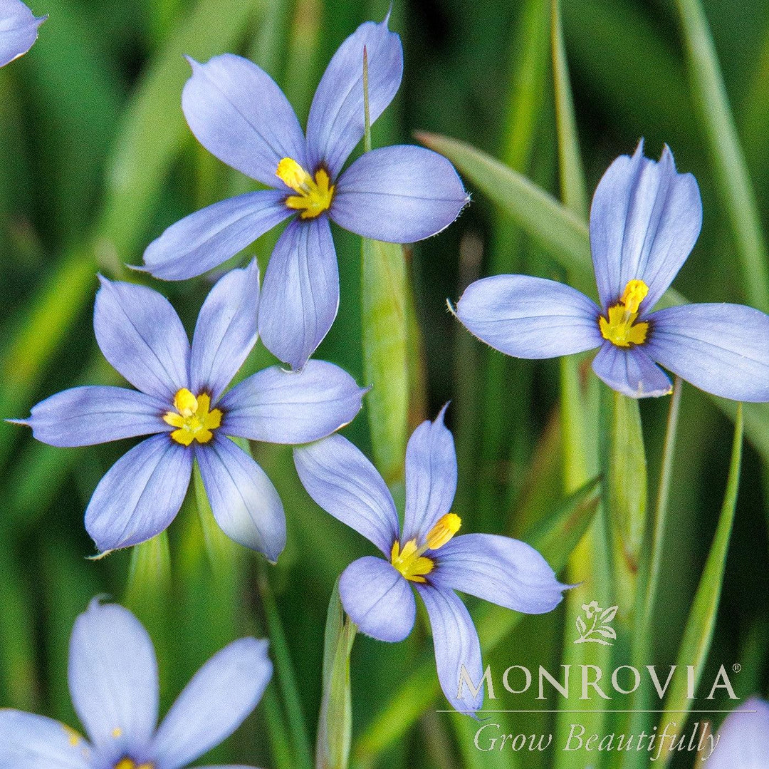 Sisyrinchium angustifolium 'Blue Note' ~ Monrovia® Blue Note Blue-Eyed Grass-ServeScape