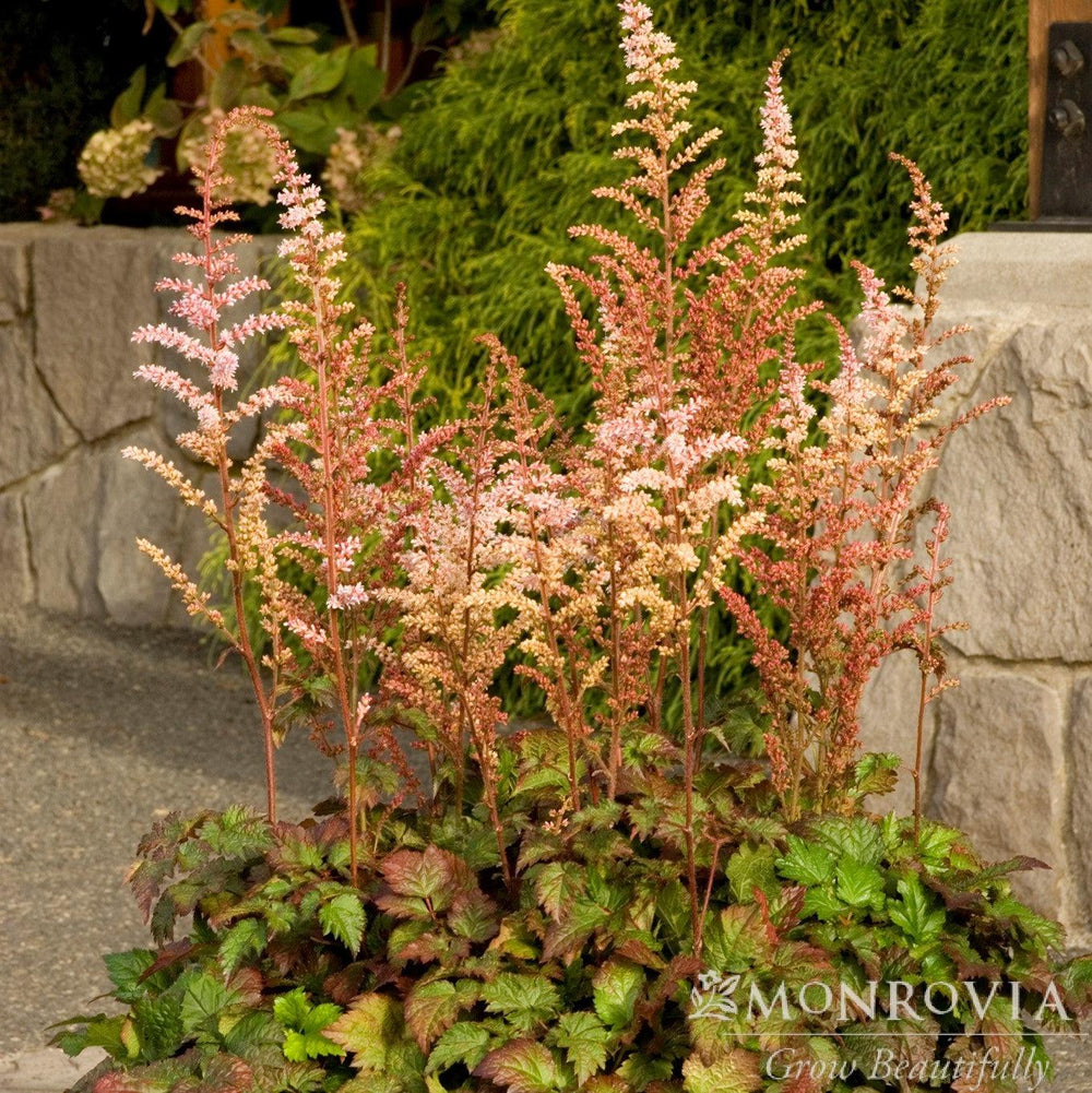 Astilbe x arendsii 'Beauty of Ernst' ~ Monrovia® Color Flash Astilbe-ServeScape