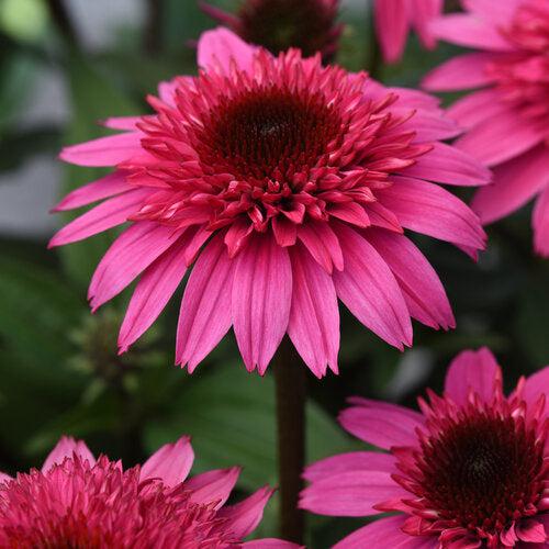 Echinacea hybrida 'Balscmelux' ~ Monrovia® Double Scoop™ Watermelon Deluxe Echinacea-ServeScape