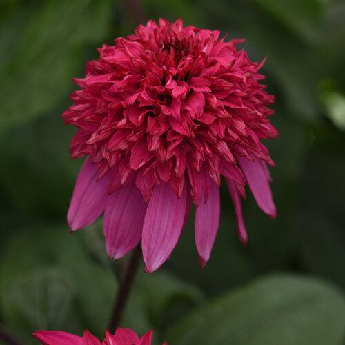 Echinacea hybrida 'Balscmelux' ~ Monrovia® Double Scoop™ Watermelon Deluxe Echinacea-ServeScape