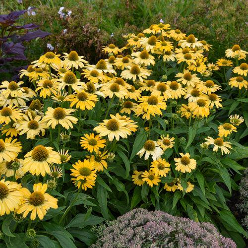 Echinacea 'Yellow My Darling' ~ Color Coded® Yellow My Darling Echinacea-ServeScape