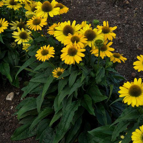 Echinacea 'Yellow My Darling' ~ Color Coded® Yellow My Darling Echinacea-ServeScape