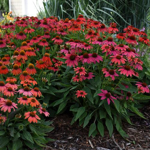 Echinacea 'Firefinch' ~ PW® Summersong™ Firefinch™ Coneflower-ServeScape