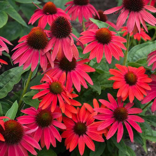 Echinacea 'Firefinch' ~ PW® Summersong™ Firefinch™ Coneflower-ServeScape
