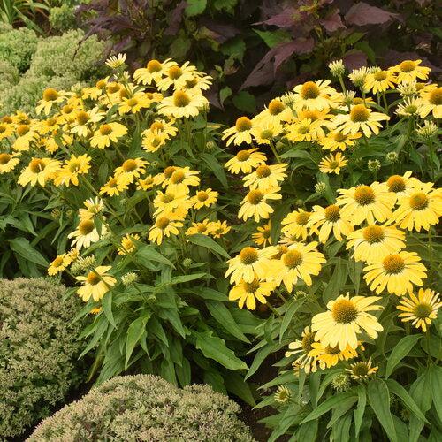 Echinacea 'Yellow My Darling' ~ Color Coded® Yellow My Darling Echinacea-ServeScape