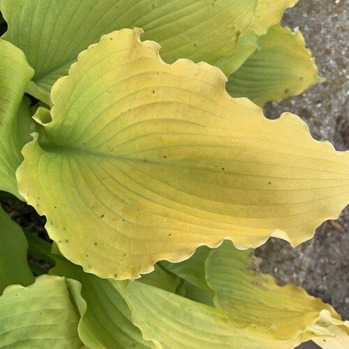 Hosta 'Echo the Sun' PP35,943 ~ PW® Shadowland® Echo the Sun Hosta-ServeScape