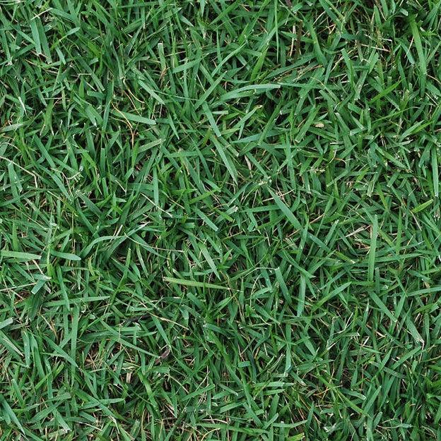 Zoysia Sod ~ El Toro Zoysia-ServeScape