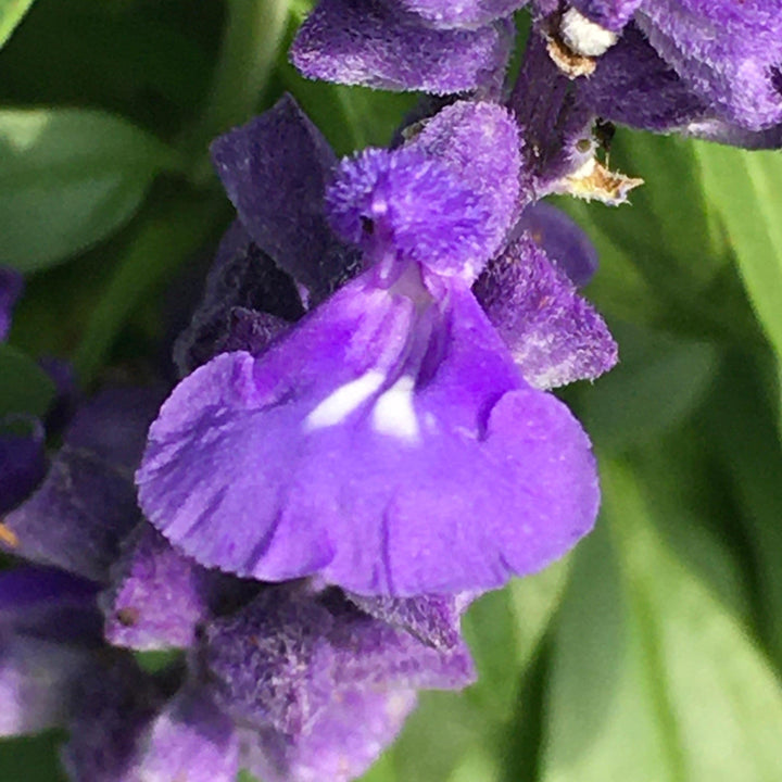 Salvia farinacea 'Deep Ocean' ~ Monrovia® Sallyfun™ Deep Ocean Salvia-ServeScape