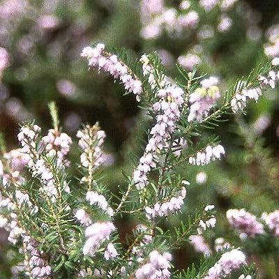 Erica x darleyensis 'Darley Dale' ~ Darley Dale Heath-ServeScape