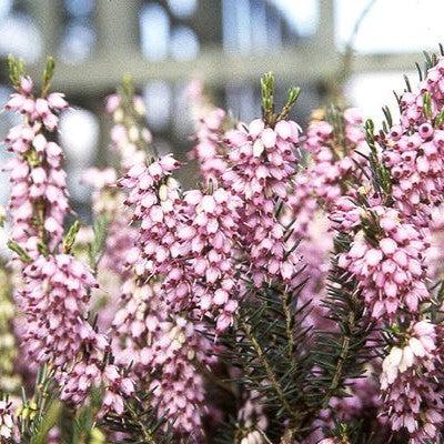 Erica x darleyensis 'Darley Dale' ~ Darley Dale Heath-ServeScape
