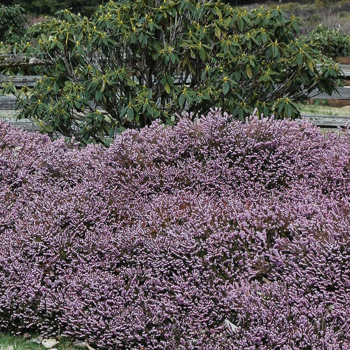 Erica x darleyensis 'Darley Dale' ~ Darley Dale Heath-ServeScape