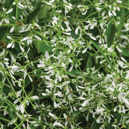 Euphorbia hybrid 'Diamond Mountain' ~ PW® Diamond Mountian® Euphorbia-ServeScape