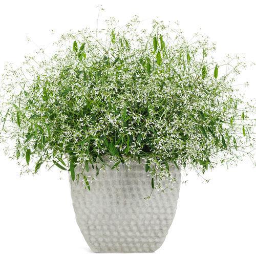 Euphorbia hybrid 'Diamond Mountain' ~ PW® Diamond Mountian® Euphorbia-ServeScape