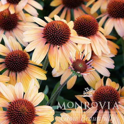 Echinacea 'Tiger' ~ Monrovia® Prima™ Tiger Coneflower-ServeScape