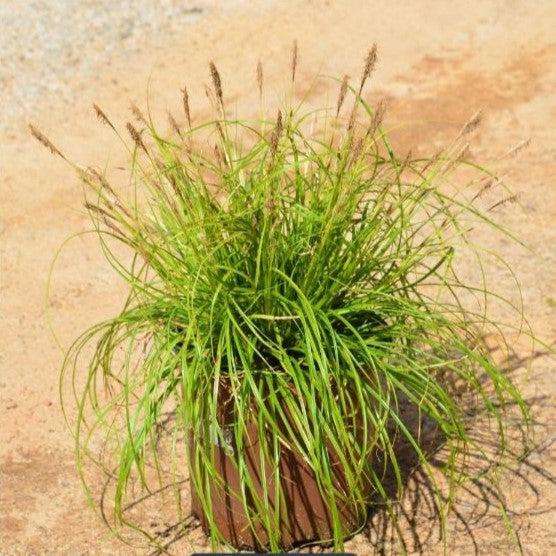 Carex oshimensis 'Everillo' PP#21,002 ~ Monrovia® EverColor® Everillo Sedge-ServeScape