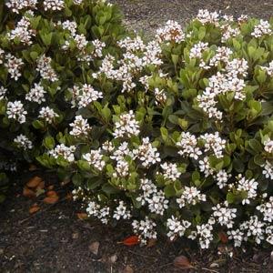 Rhaphiolepis indica 'Parhap' PP 20,243 ~ Monrovia® Oriental Pearl Indian Hawthorn-ServeScape