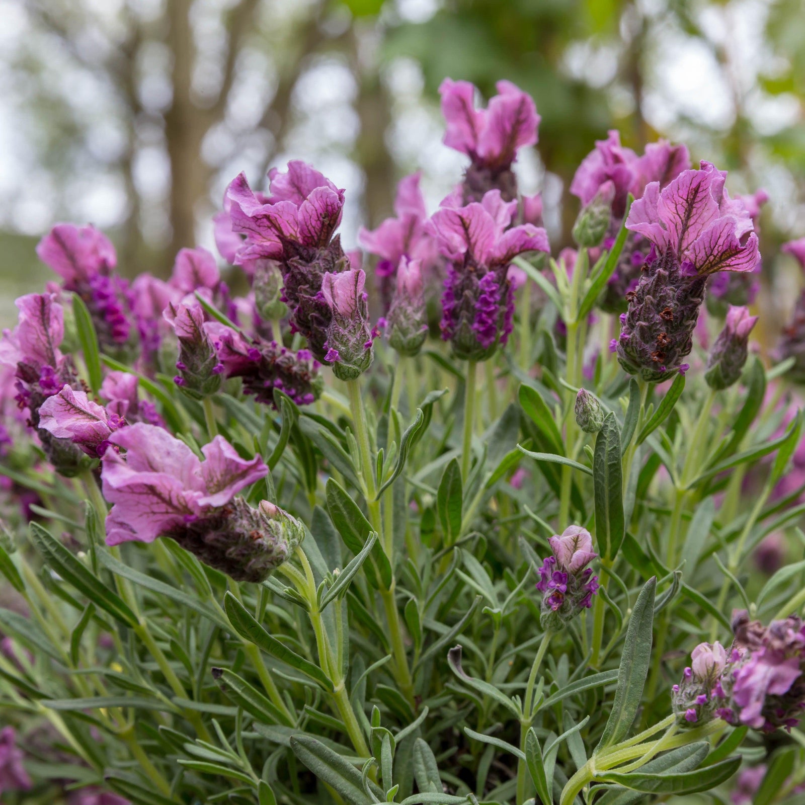 Lavandula stoechas 'LABZ0006' PP#27,399 ~ Monrovia® Javelin Forte™ Deep Rose Spanish Lavender-ServeScape