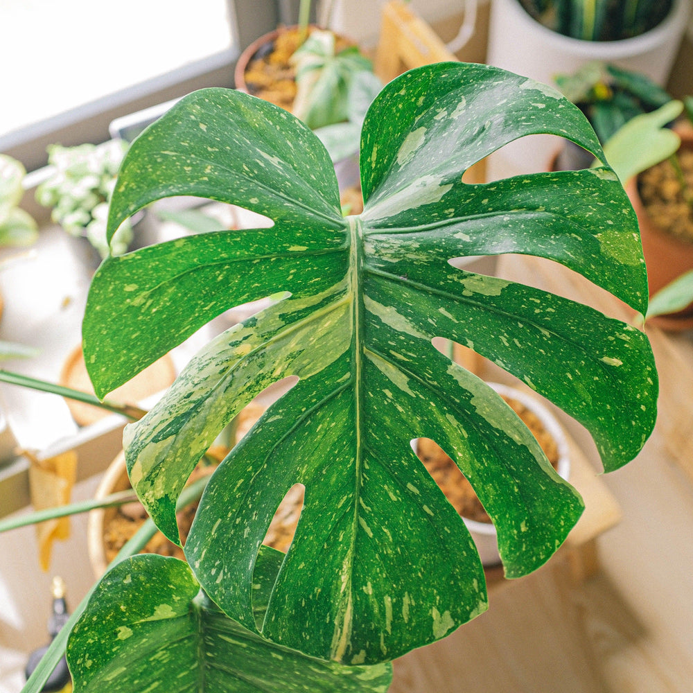 Monstera deliciosa 'Thai Constellation' ~ Monrovia® Thai Constellation Monstera-ServeScape