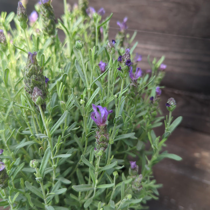 Lavandula stoechas 'Javelin Compact Purple' ~ Monrovia® Javelin™ Compact Purple Spanish Lavender-ServeScape