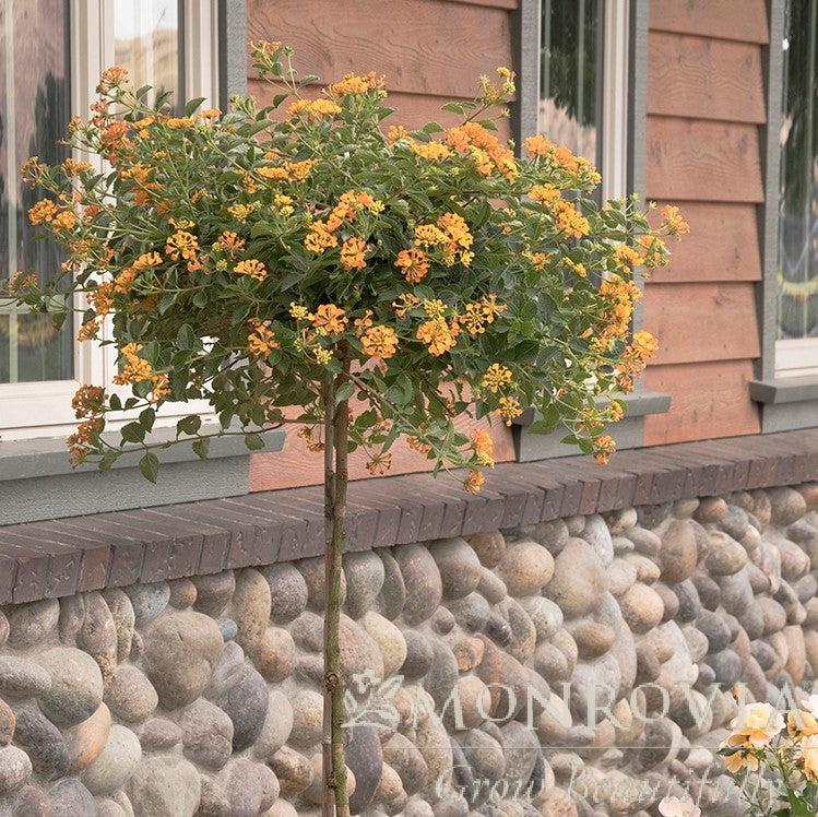 Lantana x 'Mone' ~ Monrovia® Tangerine™ Spreading Lantana-ServeScape