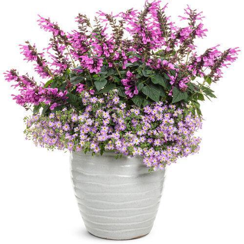 Salvia ''WNSVUPPK' ~ PW® Unplugged® Pink Salvia-ServeScape