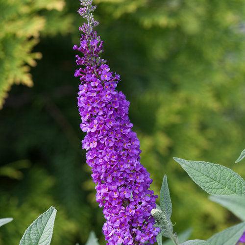 Buddleja x 'Miss Violet' PP #28,448 ~ Monrovia® Miss Violet Butterfly Bush-ServeScape