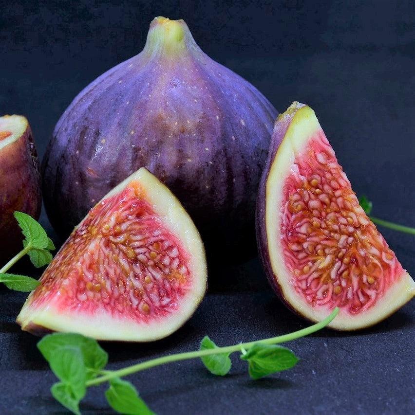 Ficus carica 'PT-DF-14' ~ Fignomenal® Dwarf Fig-ServeScape