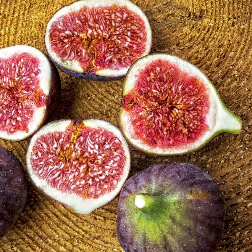 Ficus carica 'PT-DF-14' ~ Fignomenal® Dwarf Fig-ServeScape