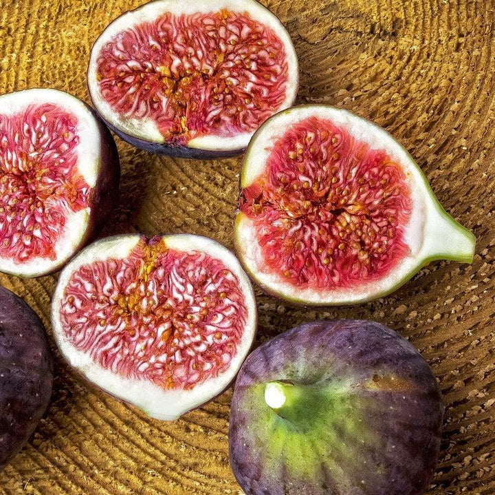 Ficus carica 'PT-DF-14' ~ Fignomenal® Dwarf Fig-ServeScape