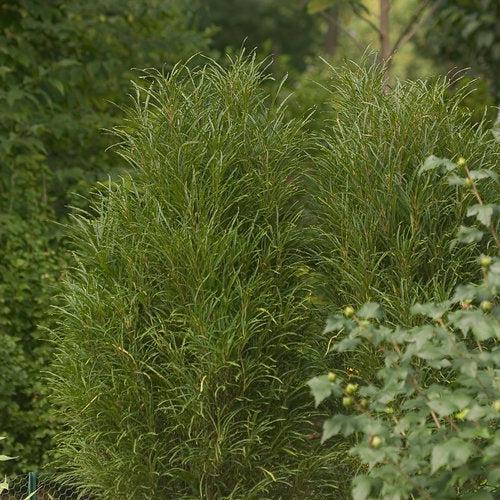 Rhamnus frangula 'Ron Williams' USPP 14,791 ~ Fine Line® Buckthorn-ServeScape