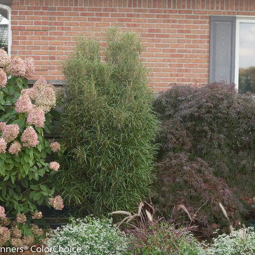 Rhamnus frangula 'Ron Williams' USPP 14,791 ~ Fine Line® Buckthorn-ServeScape