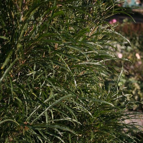 Rhamnus frangula 'Ron Williams' USPP 14,791 ~ Fine Line® Buckthorn-ServeScape