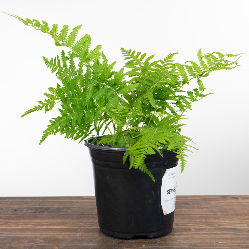 Thelypteris Kunthii ~ Monrovia® Southern Wood Fern, Southern River Fern-ServeScape