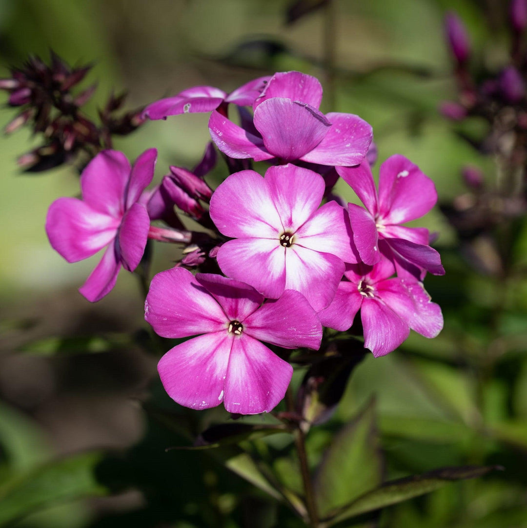 Phlox paniculata 'Pro Violet Charm' ~ Monrovia® Flame™ Pro Violet Charm Garden Phlox-ServeScape