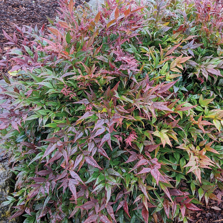 Nandina domestica 'Tuscan Flame' PP21,940 ~ Monrovia® Tuscan Flame Heavenly Bamboo-ServeScape