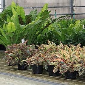 Peperomia clusiifolia 'Ginny' ~ Monrovia® Ginny Peperomia-ServeScape