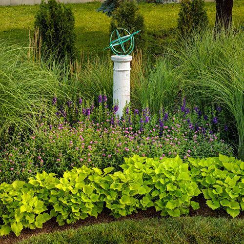 Ipomoea batatas ‘NCORNSP-020BWGWE’ ~ PW® Sweet Caroline Bewitched Green With Envy™ Sweet Potato-ServeScape
