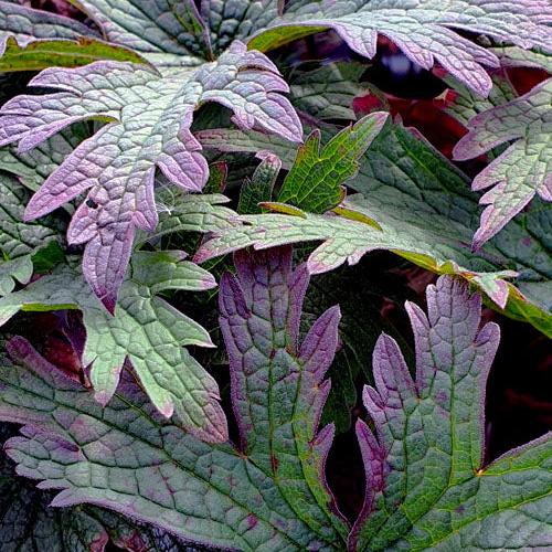 Geranium pratense 'Dark Eyes' ~ Dark Eyes Cranesbill-ServeScape
