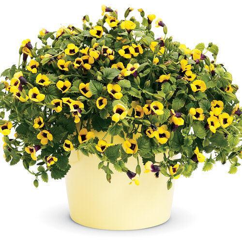 Torenia hybrid 'DANCAT266' ~ PW® Catalina® Gilded Grape™ Wishbone Flower-ServeScape