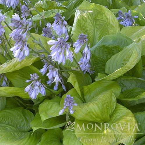 Hosta 'Sum and Substance' ~ Monrovia® Sum and Substance Hosta-ServeScape