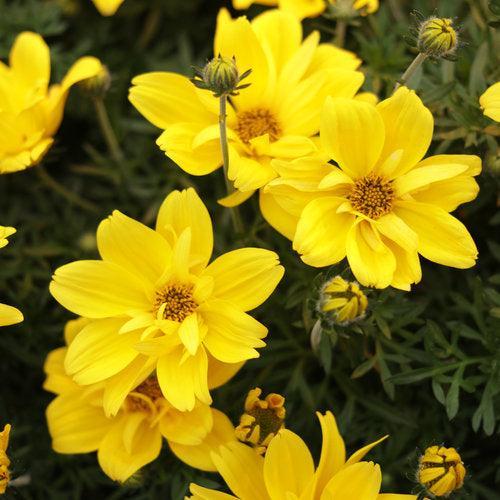 Bidens ferulifolia 'BID16101' PP32,646 ~ PW® Goldilocks Rocks® Bidens-ServeScape