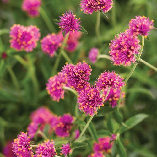 Gomphrena pulchella 'PAST0517E' ~ PW® Truffula™ Pink Globe Amaranth-ServeScape