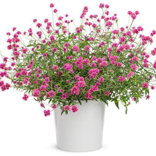 Gomphrena pulchella 'PAST0517E' ~ PW® Truffula™ Pink Globe Amaranth-ServeScape