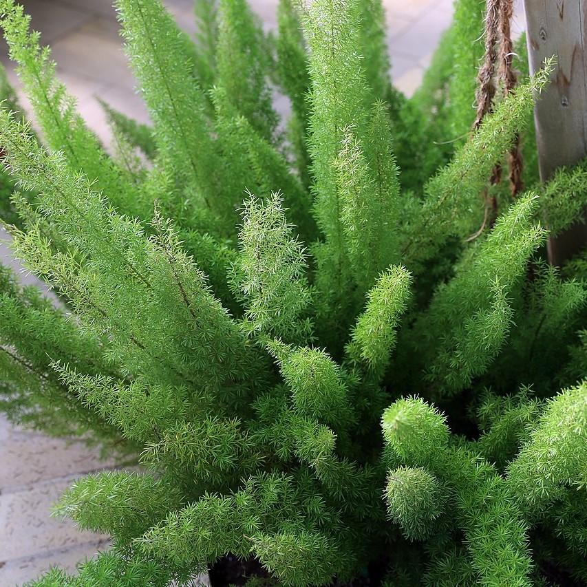 Asparagus densiflorus 'Myersii' ~ Foxtail Asparagus Fern-ServeScape