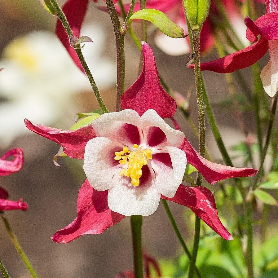 Aquilegia caerulea 'Red & White' ~ Monrovia® Kirigami™ Red & White Columbine-ServeScape
