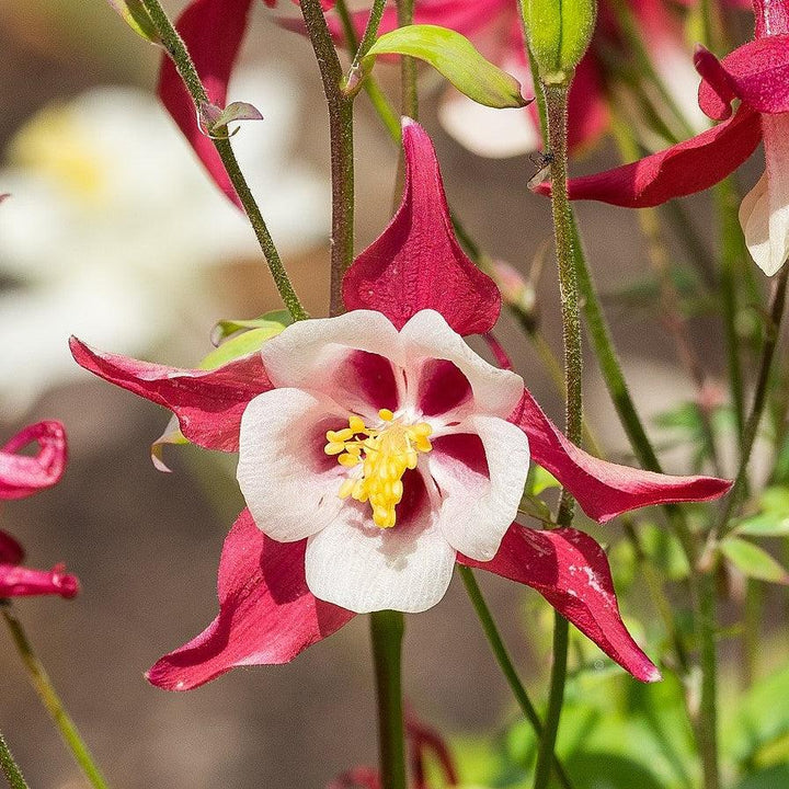 Aquilegia caerulea 'Red & White' ~ Monrovia® Kirigami™ Red & White Columbine-ServeScape