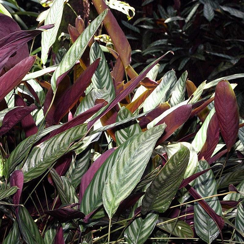 Ctenanthe setosa ~ Monrovia® Never Never Plant-ServeScape