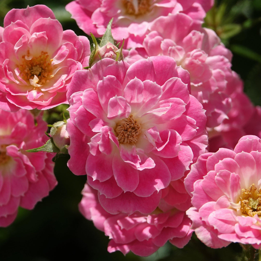 Rosa x 'NOA168098F' ~ Monrovia® Flower Carpet® Pink Supreme Rose-ServeScape