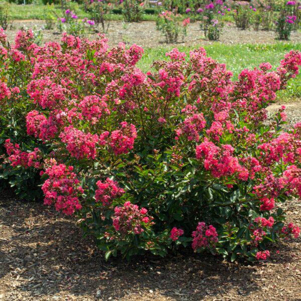 Lagerstroemia indica 'Conlagras' PP #29,006 ~ Monrovia® Bellini® Raspberry Crape Myrtle-ServeScape