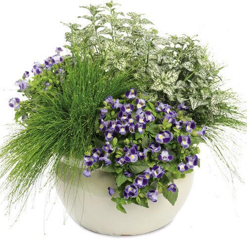 Torenia hybrid 'Dancat911' ~ PW® Catalina® Midnight Blue Wishbone Flower-ServeScape